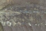 Fossil Fern (Pecopteris) - Mazon Creek #121093-1